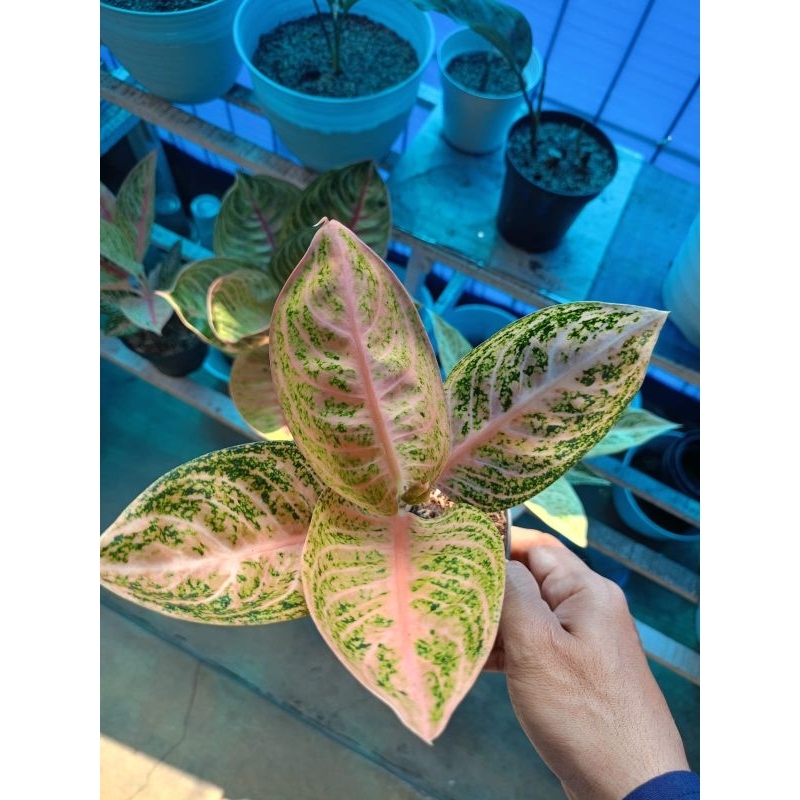 Aglonema Widuri Orange