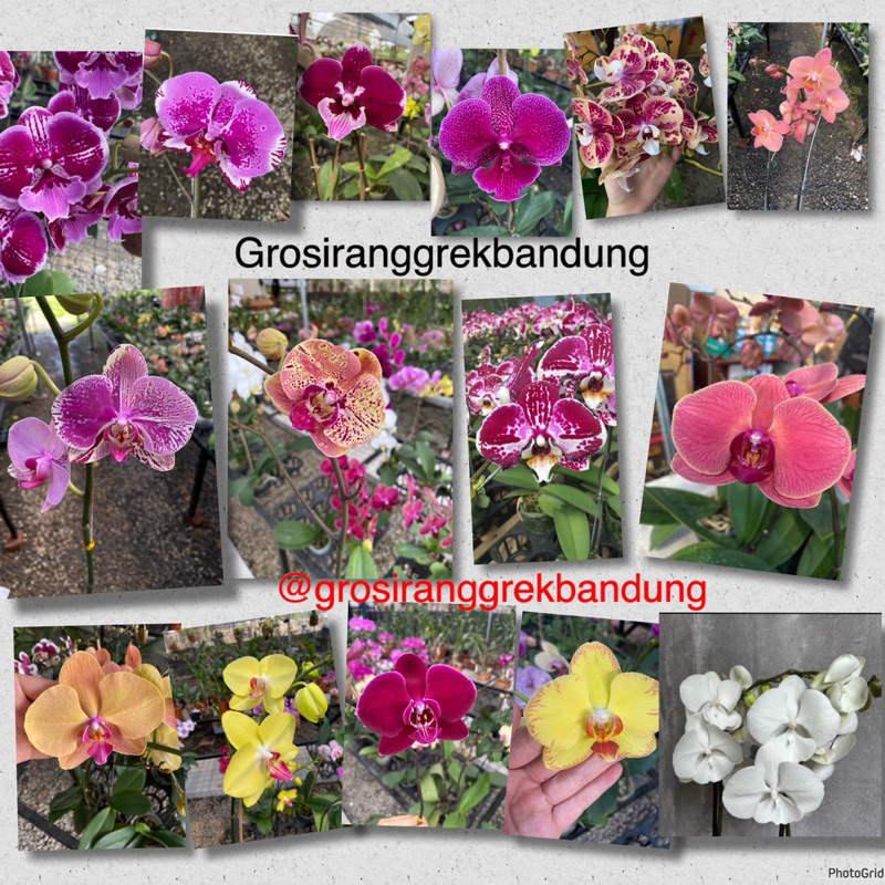 ANGGREK BULAN LIVE SALE