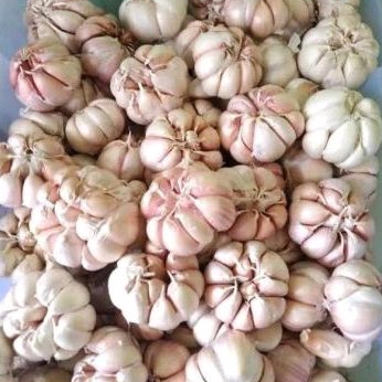 

BAWANG PUTIH SUPER 500 gr