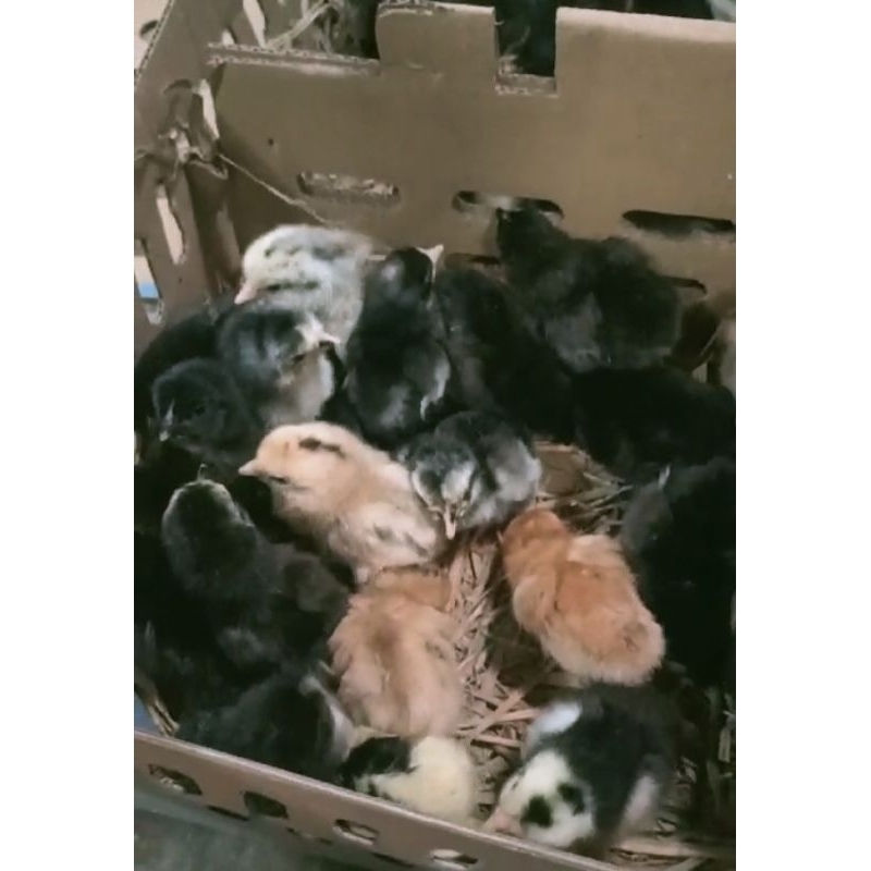 Ayam kampung, ayam KUB, anak ayam