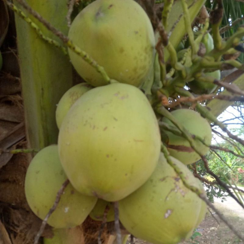 

Kelapa Cilacap Unggul