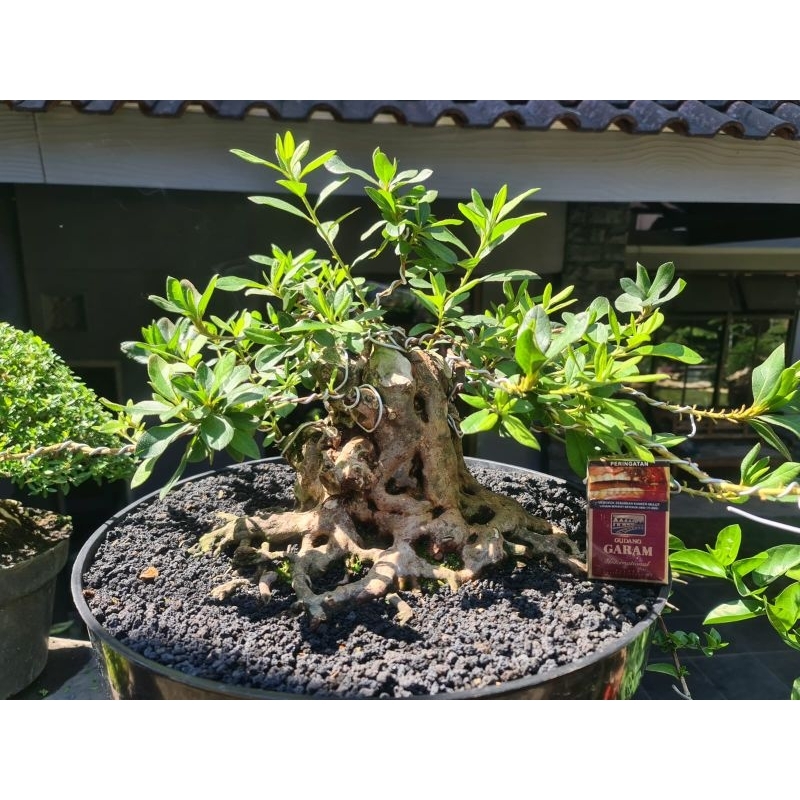 Bonsai Azalea mame