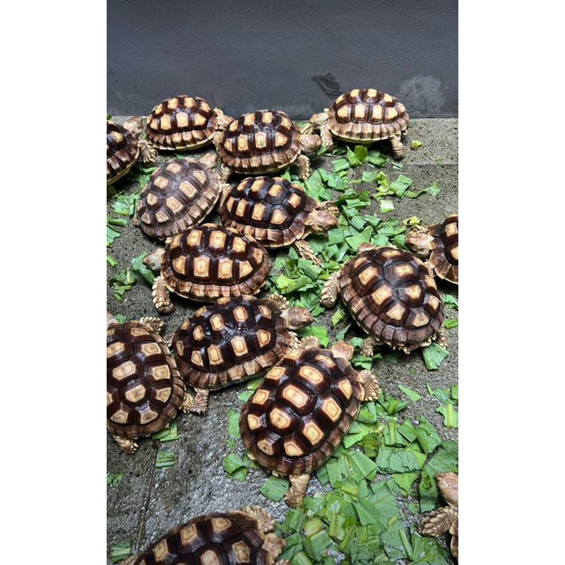 HIASAN KANDANG SULCATA SULKATA 10-12cm