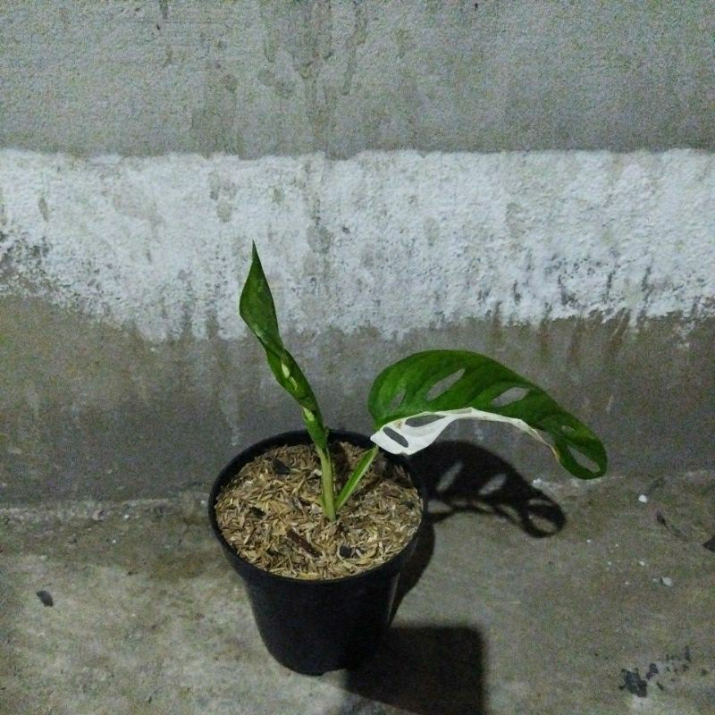Janbol jepang varigata