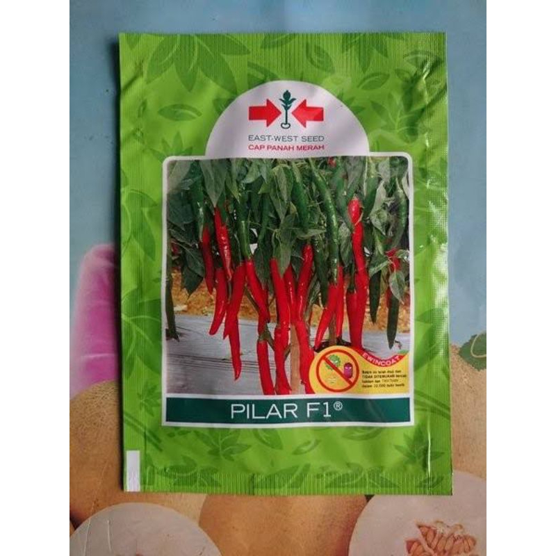 Benih Cabe Besar Pilar F1 original