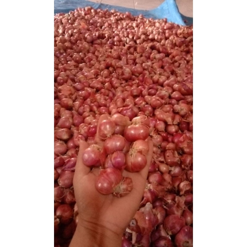 

Real 1KG Bawang merah SUPERAN@Dijamin_superrr_gede2@Brambang