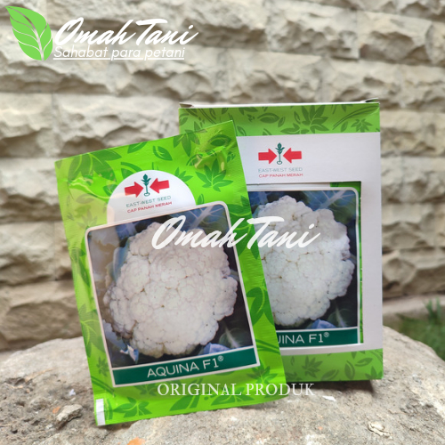Benih Kembang / Bunga Kol AQUINA F1 10 Gram - Bibit Cap Panah Merah