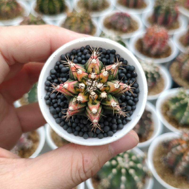 Kaktus Gymno Multicolor