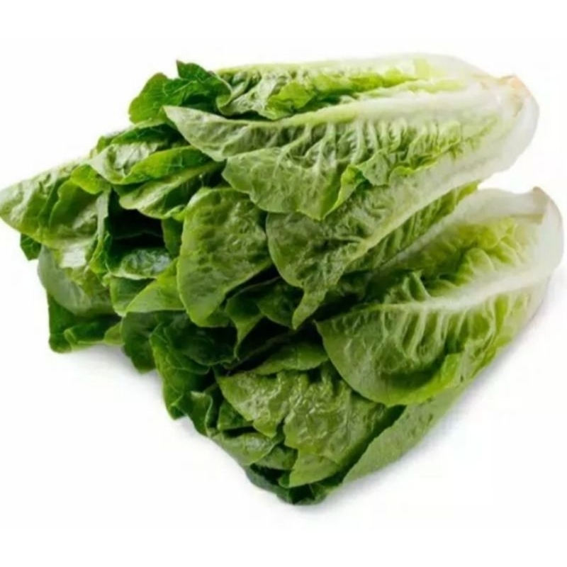 

romaine letucce/selada romaine