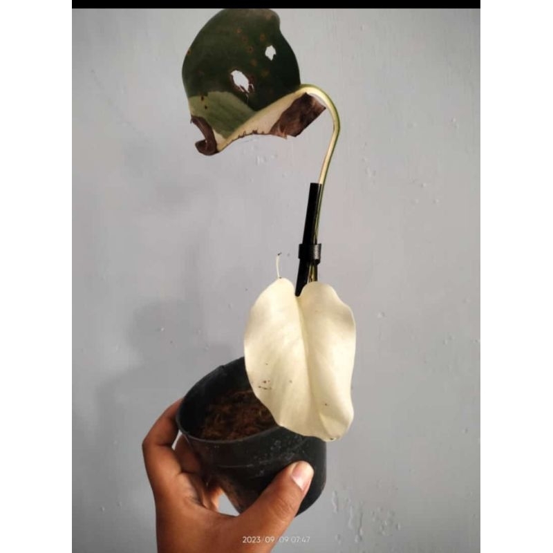 monstera varigata ekonomis