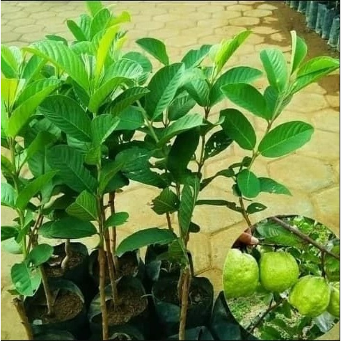 Bibit Jambu Kristal tanpa biji jambu kristal putih okulasi