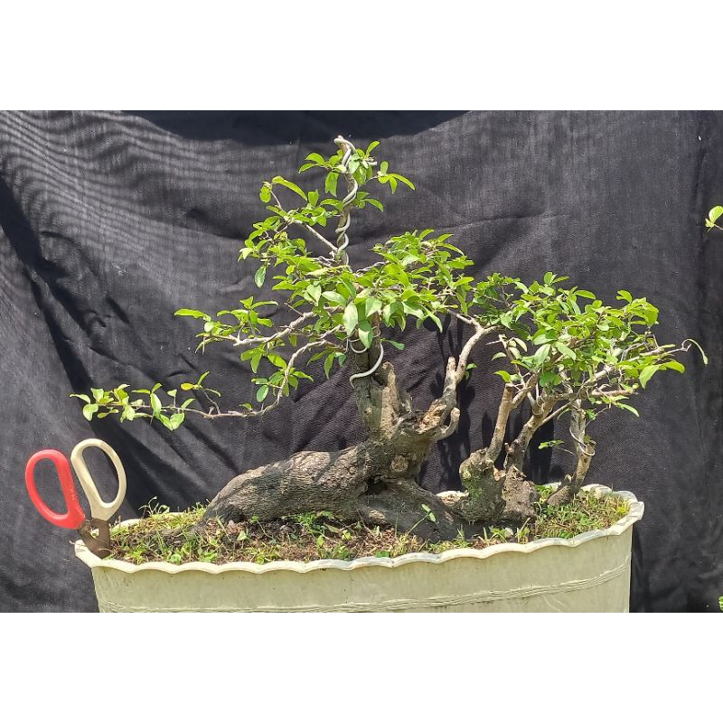 Bonsai Mustam Raft unik