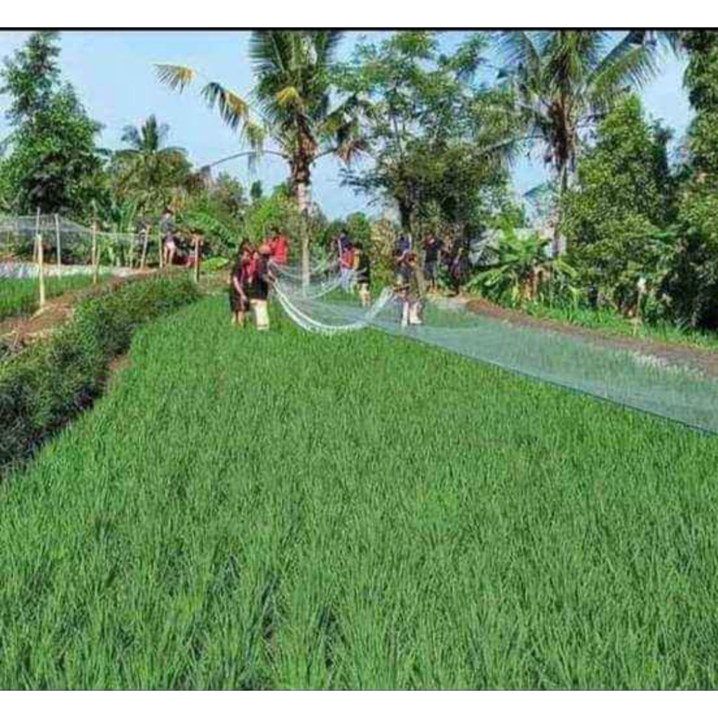 Jaring burung, jaring padi, jaring emprit, jaring sawah  0.15X50X100-YOKO