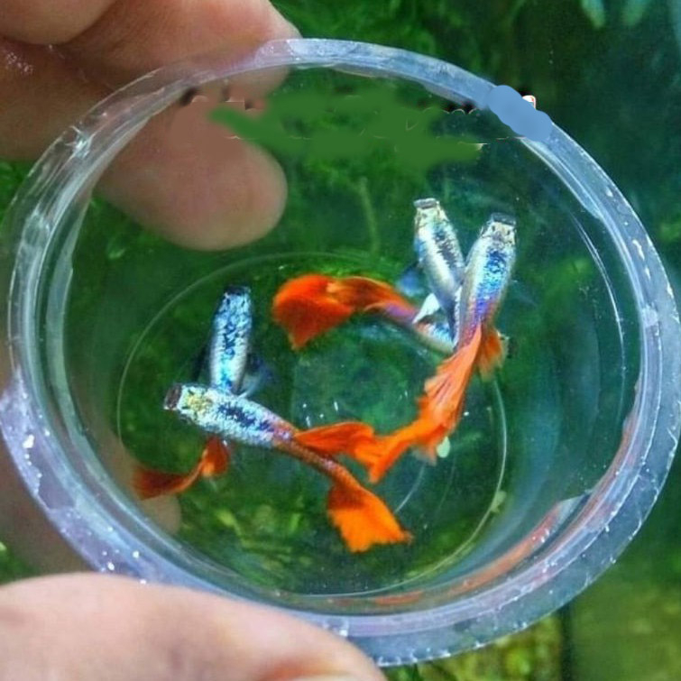 IKAN GUPPY PLATINUM RED