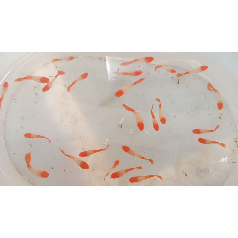 Guppy albino koi