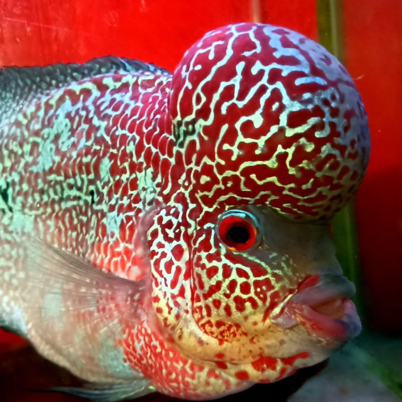 BURAYAK KAMFA F3 LOKAL (PROMO BELI 2 GRATIS 1)