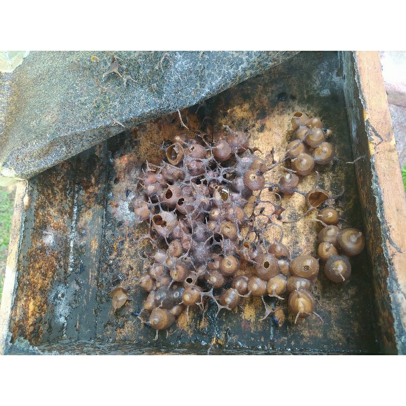 bibit lebah klanceng Itama super