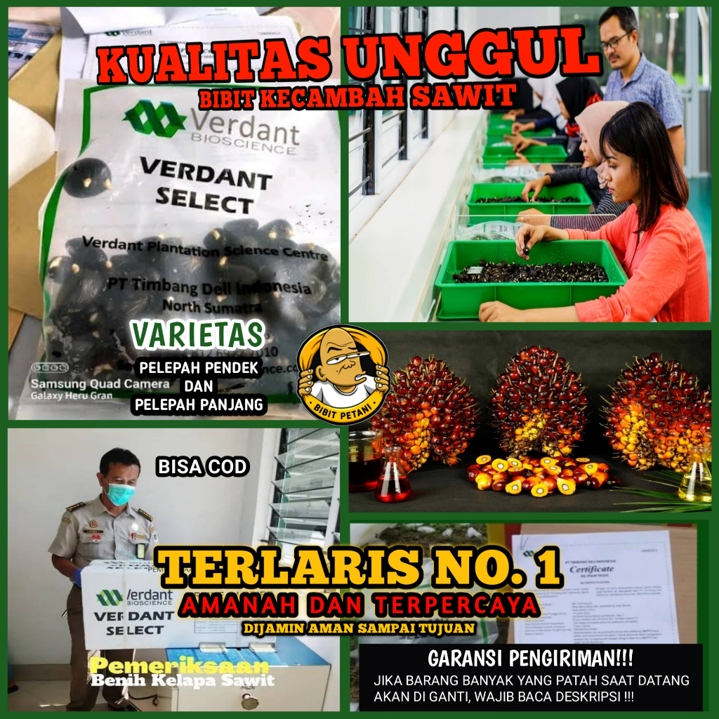 BIBIT KECAMBAH POLONG SAWIT VERDANT SELECT UNGGUL BERSERTIFIKAT TERLARIS BIBIT SAWIT SULTAN VERDANT 