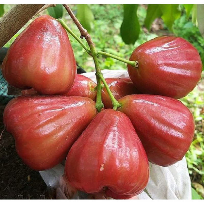 

Jambu air citra 1kg