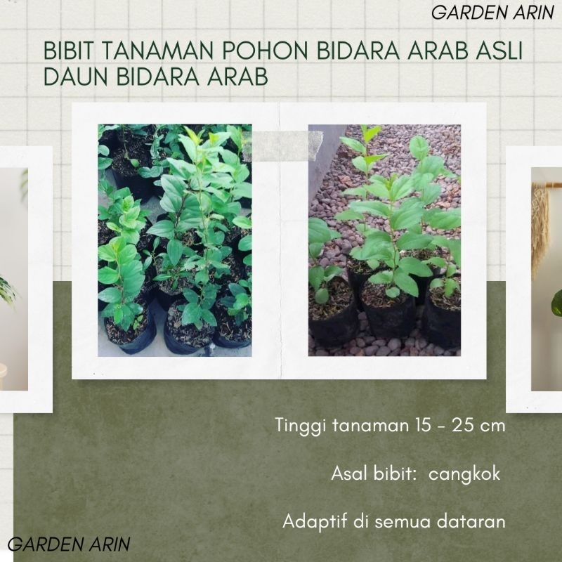 Bibit Tanaman Pohon Bidara Arab Asli Daun Bidara Arab