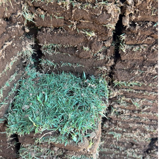 Rumput Jepang / Rumput Gajah Asli / Rumput Taman / Rumput Hidup