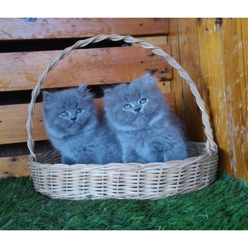 mix breed bsh