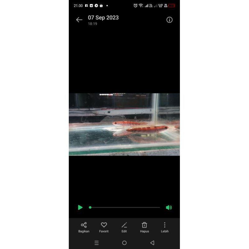 

Promo !!!Channa red pangkalan bun progresan pribadi 10-11 cm