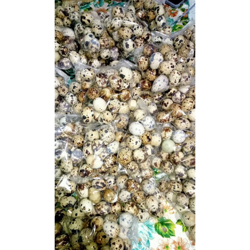 

telur puyuh