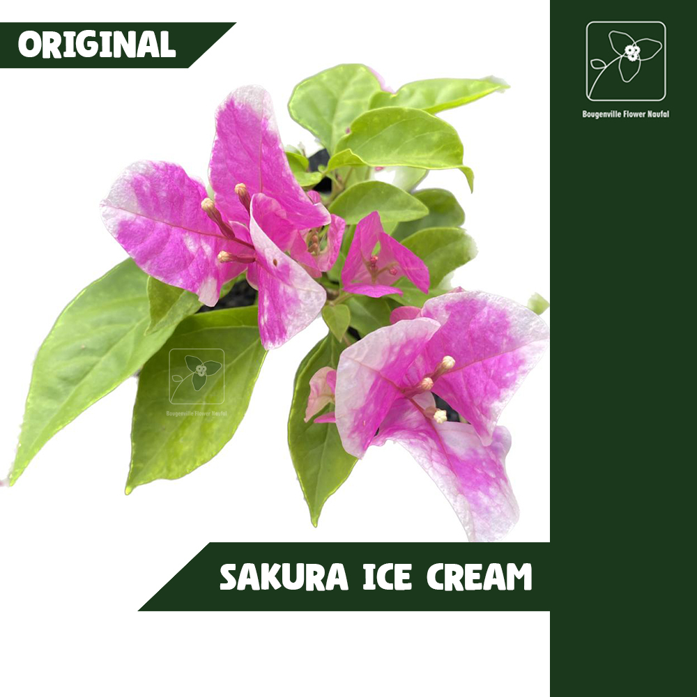 Bougenville Bunga Kertas - Sakura Ice Cream Original