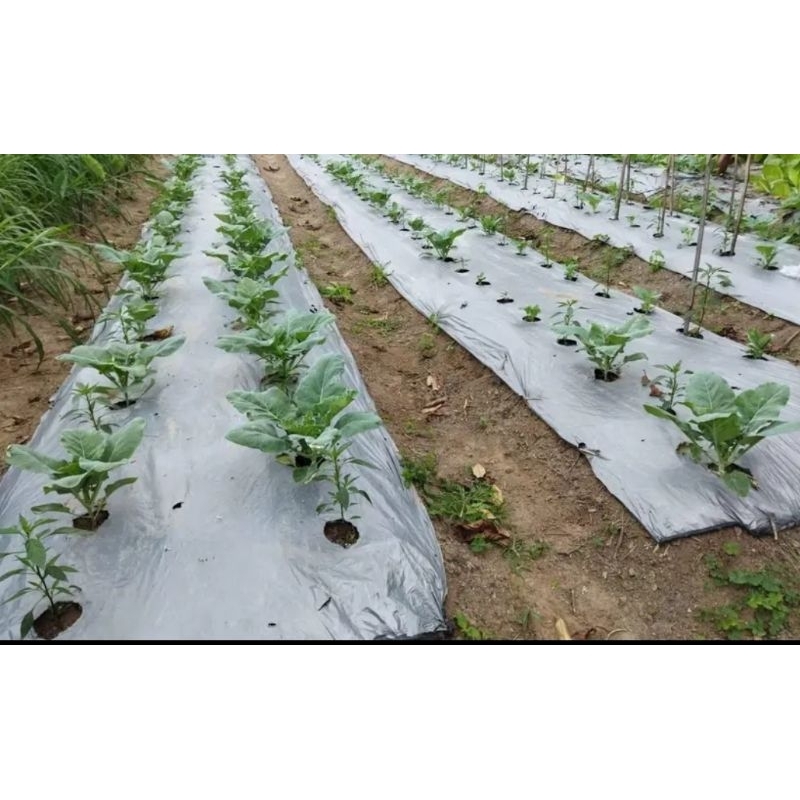 "Jual Produk PROMO  PLASTIK MULSA hitam perak ukuran 120cm x25meter ''