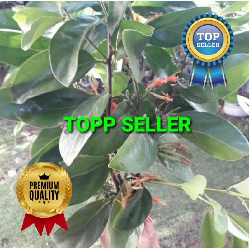 

BENALU LAMTORO KERING 1000 GRAM