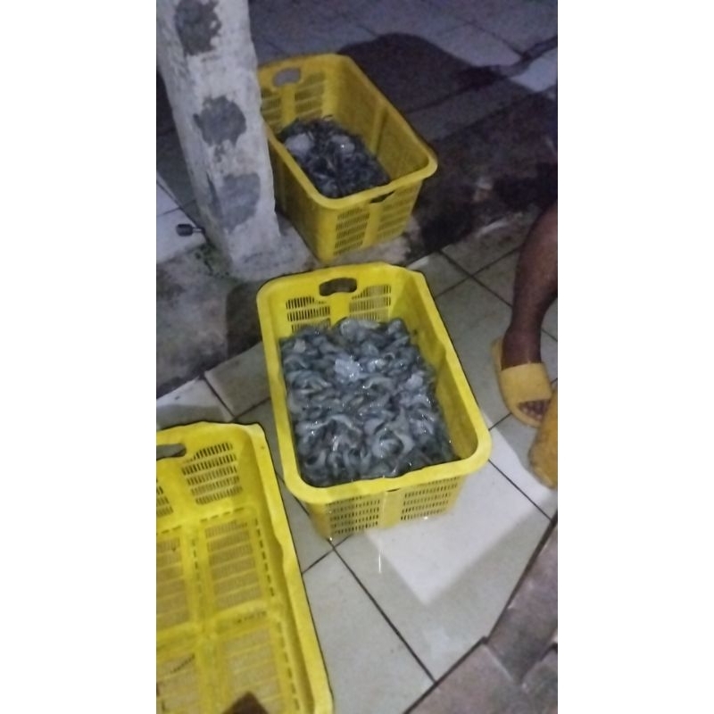 

udang