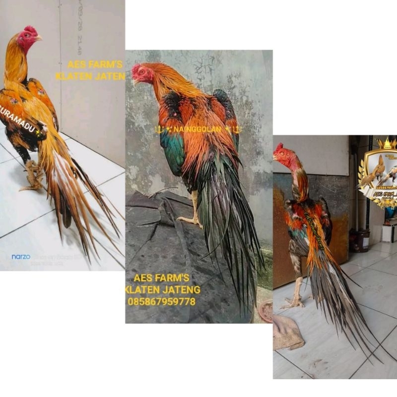

TELUR AYAM EKOR LIDI (fertil) untuk di tetaskan