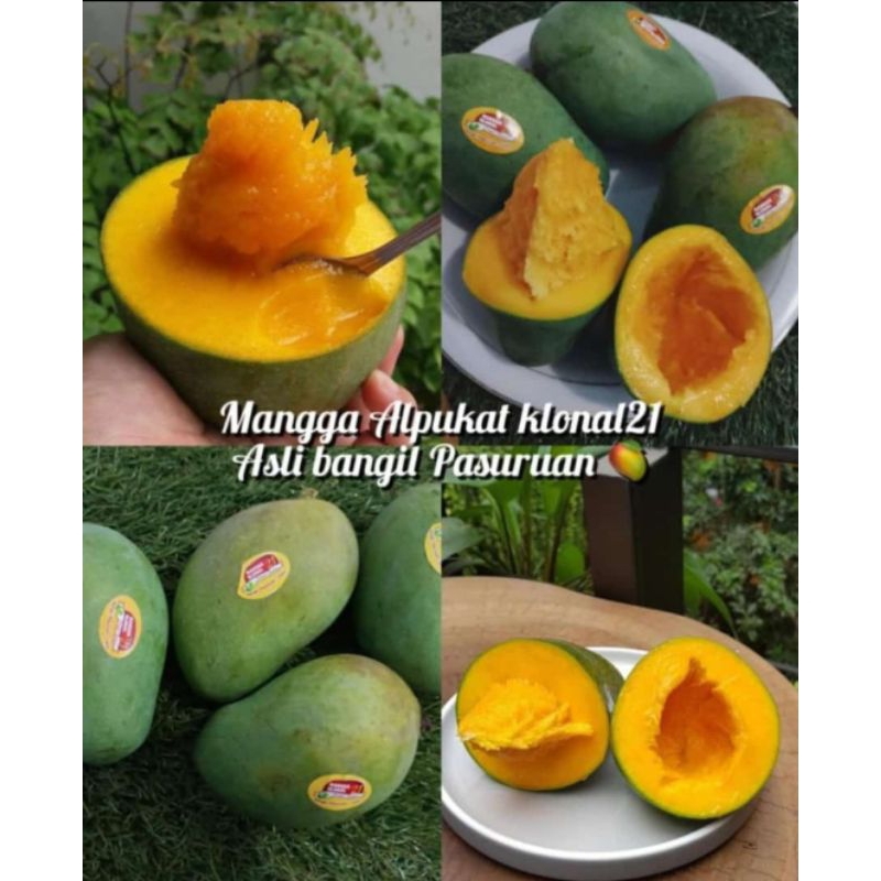 

Mangga Alpukat Klonal 21