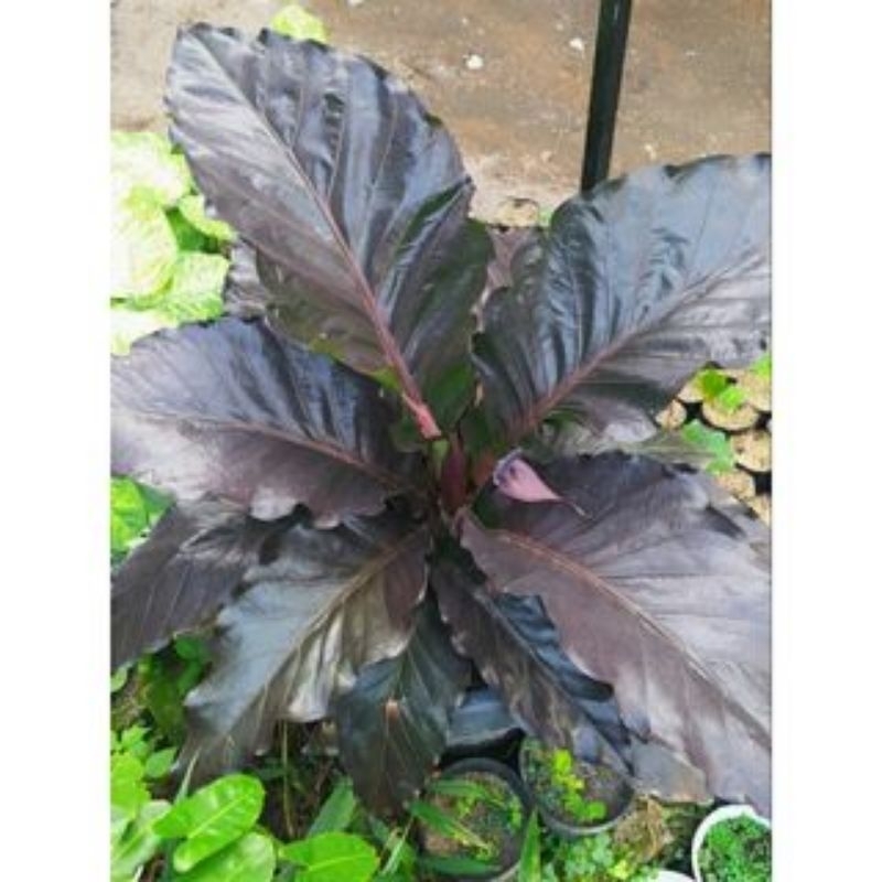 Hokeri Black Beauty super black/hokeri black beauty/hokeri hitam