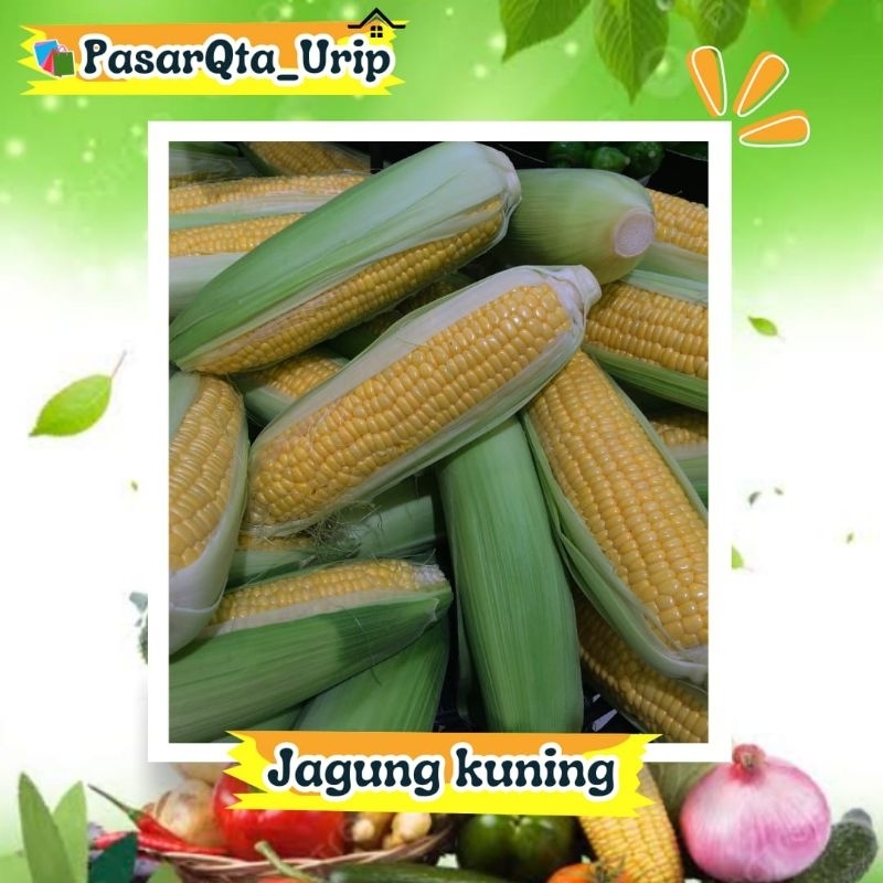 

Jagung kuning perbiji / Pasar online makassar