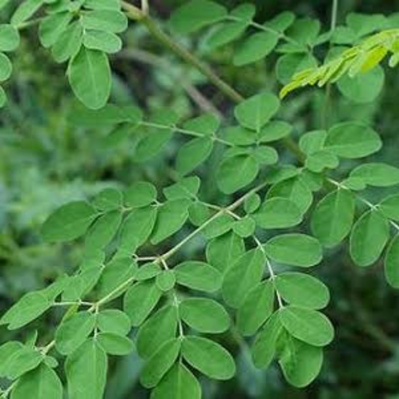 

daun kelor segar