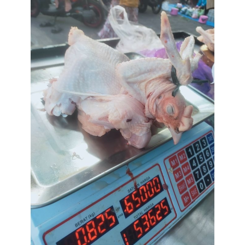 

AYAM INGKUNG Kampung Jawa Frozen