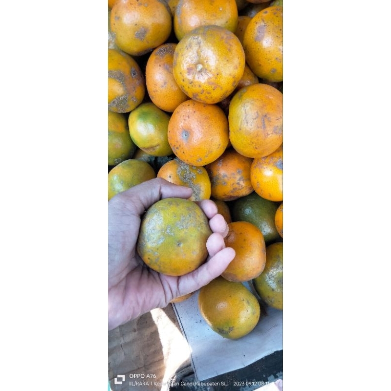

jeruk 1 kg