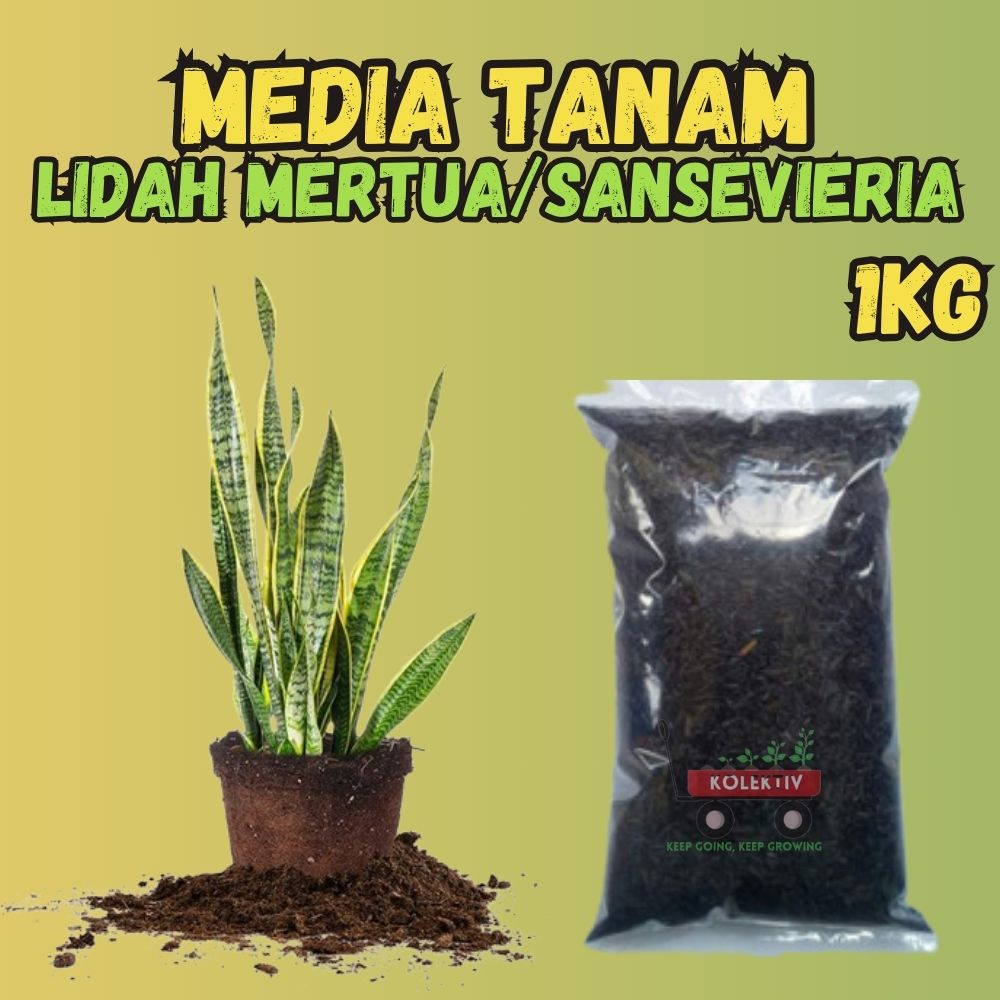 Media Tanam Lidah Mertua / Sansevieria