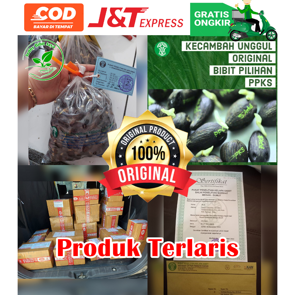 Ppks Dxp 239 Unggul Sertifikat Siap Tanam