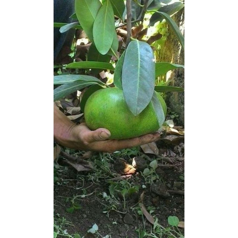 bibit black sapote jumbo manis hasil okulasi