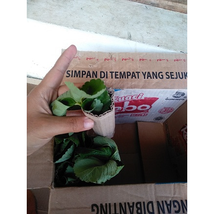 50 bibit strawberry jumbo manis