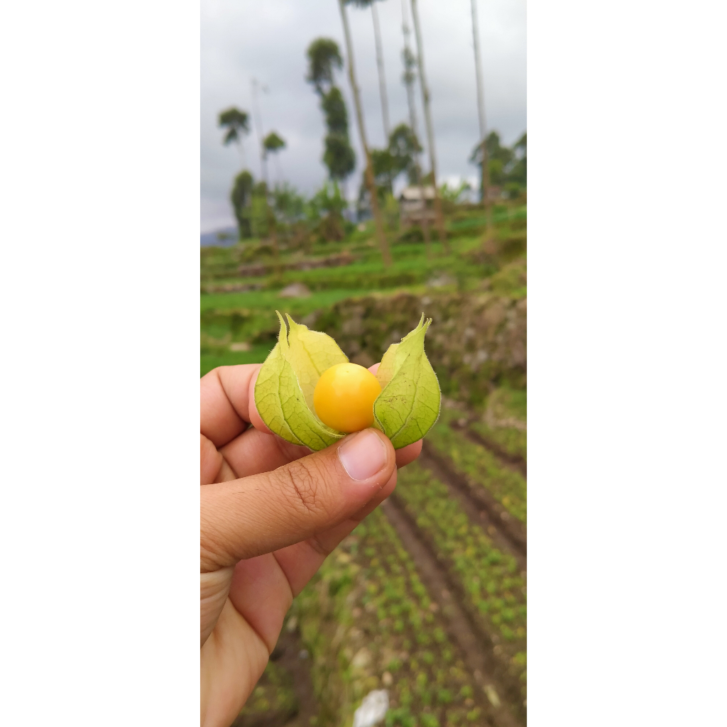 

ciplukan jumbo fresh 1 ons