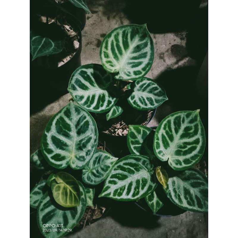 dorayaki silver ORI sedd