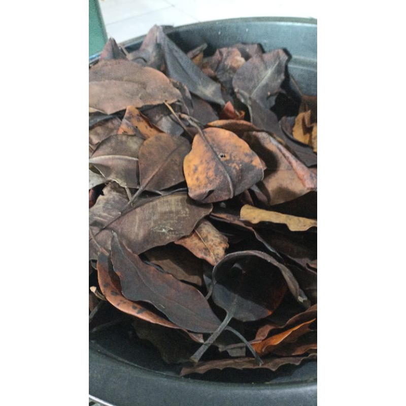 

Daun bakau kering, manggrove leaves