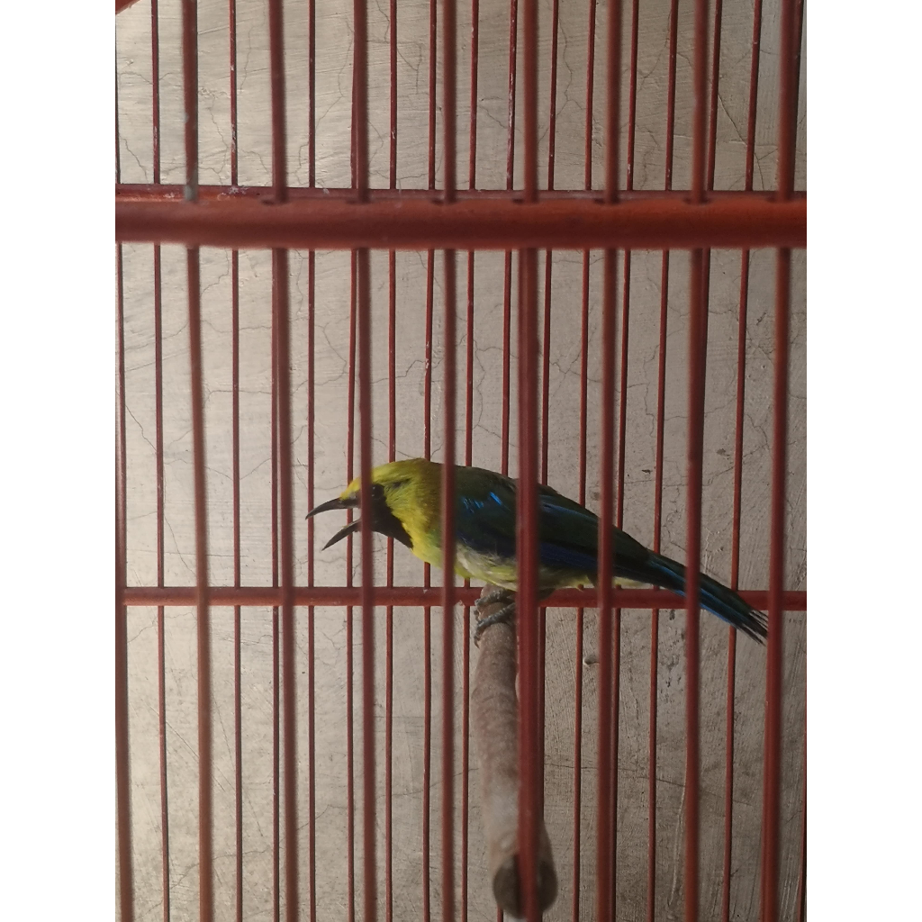 Burung Gacoran Cucak Ranting Jantan
