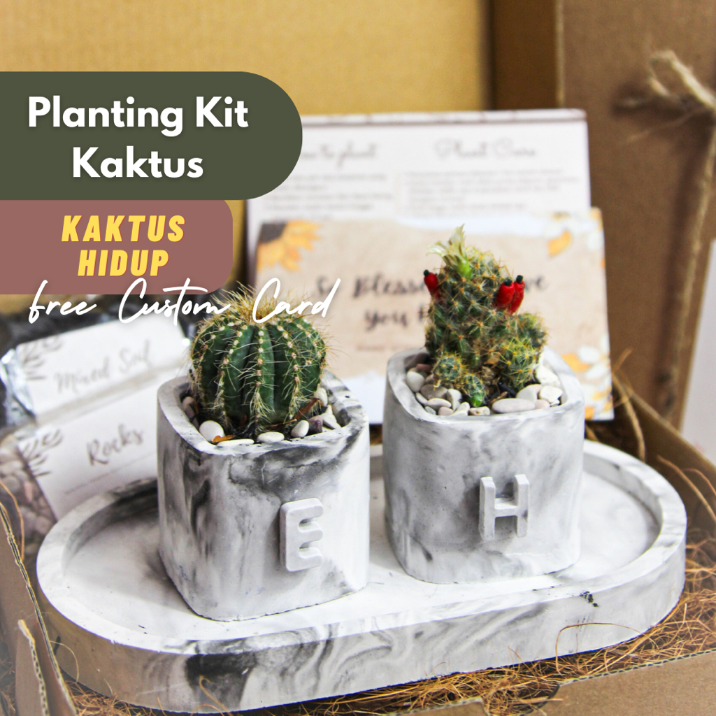Paket Hadiah Menanam Kaktus Hidup - DIY Planting Kit - Hampers / Gift Birthday / Graduation /Wisuda