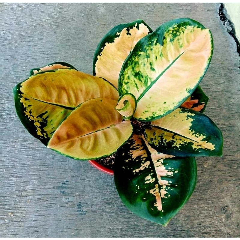 Aglonema Sultan Brunai Mutasi Tanaman Hias Aglonema Aglaonema Sultan Brunai Mutasi Merah Murah BUKAN