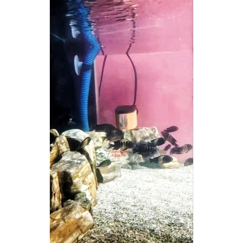 Cichild Tropheus Bemba size 3/4cm